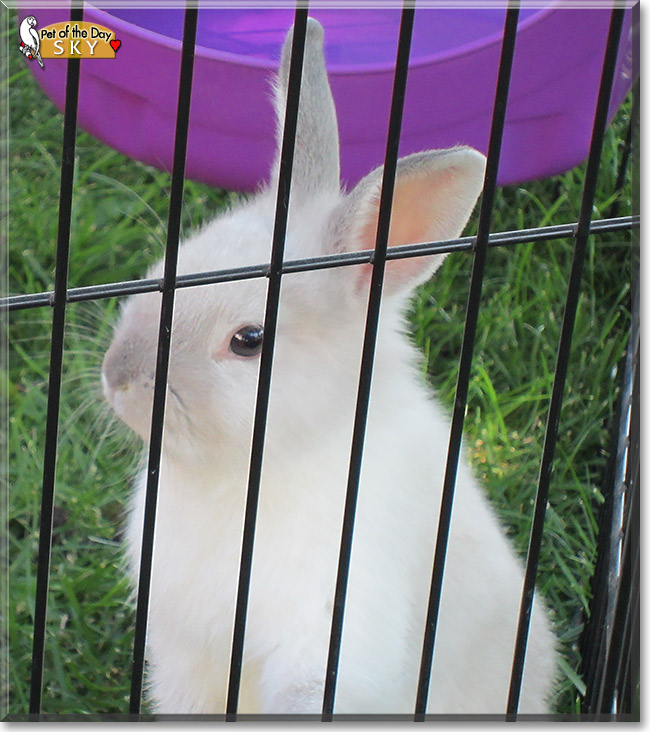 Sky, the Pet of the Day Sky, the Pet of the Day