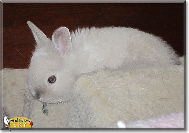 Sky, the Pet of the Day Sky, the Pet of the Day