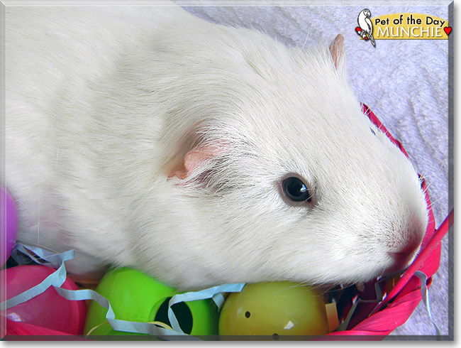 Munchie, the Pet of the Day Munchie, the Pet of the Day