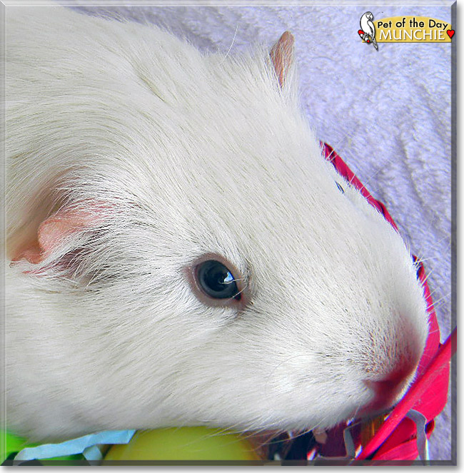 Munchie, the Pet of the Day Munchie, the Pet of the Day