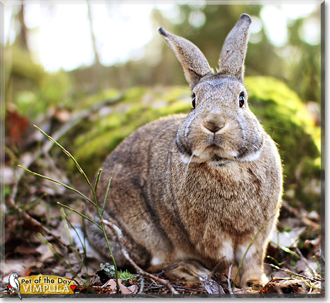 Chalchiuhtice Vimpula, the Pet of the Day Chalchiuhtice Vimpula, the Pet of the Day