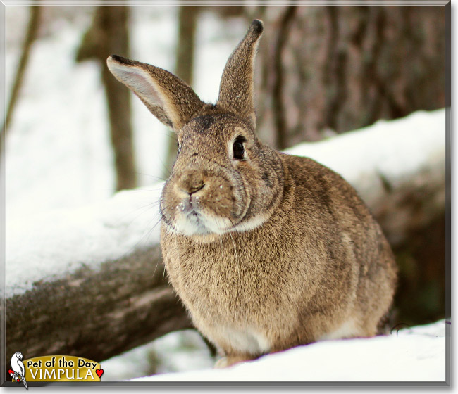 Chalchiuhtice Vimpula, the Pet of the Day Chalchiuhtice Vimpula, the Pet of the Day