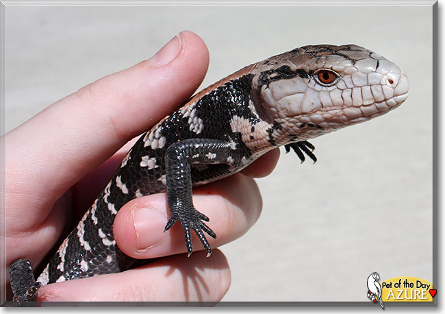 Azure, the Pet of the Day Azure, the Pet of the Day