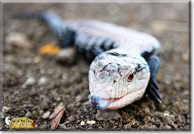 Azure, the Pet of the Day Azure, the Pet of the Day