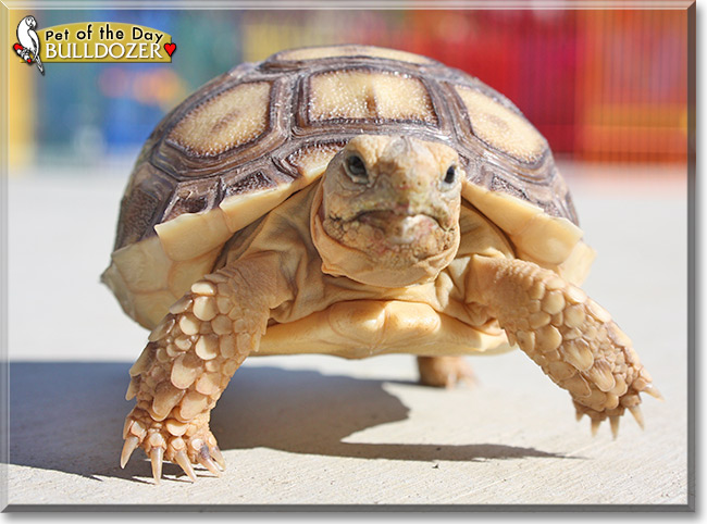 Bulldozer, the Pet of the Day Bulldozer, the Pet of the Day