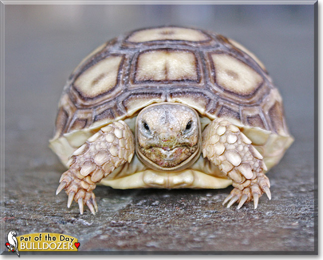 Bulldozer, the Pet of the Day Bulldozer, the Pet of the Day