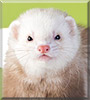 Shrek the Ferret