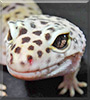 Oltenia the Leopard Gecko