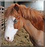 Leon the Welsh Pony