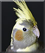 Tobey the Cockatiel