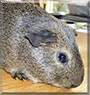 Silver the Agouti Guinea Pig