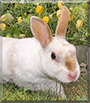 Smoke the Dwarf Rabbit