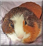 Coco Knibs the Guinea Pig