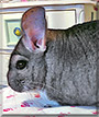 Pikachu the Grey chinchilla