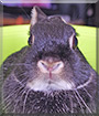 Marie Antoinette the Rabbit