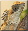 Rhea the Mountain Horned Dragon