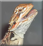Sparx the Bearded Dragon