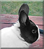 Edward the Dutch Rabbit