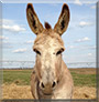 Hazel the Donkey