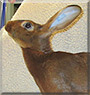Gretel the Belgian Hare