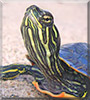 Fredward the Painted Turtle