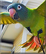 Gilbert the Blue Crown Conure