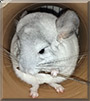 Niko Copernicus the Chinchilla