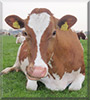 Sweetie, Liefje the Standard Dutch cow