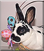 Kismet the Mini Rex Rabbit