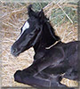 Cash the Morab foal