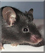Snoopy the Mouse
