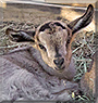 Rabbit the Nubian mix Goat
