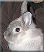 Sky the Lionhead Rabbit
