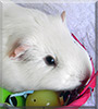 Munchie the Guinea Pig
