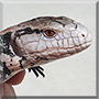 Azure the Halamera Blue Tongue Skink