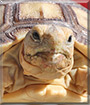 Bulldozer the Sulcata Tortoise