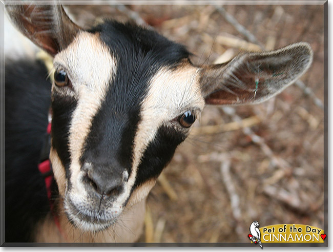 Cinnamon, the Pet of the Day Cinnamon, the Pet of the Day