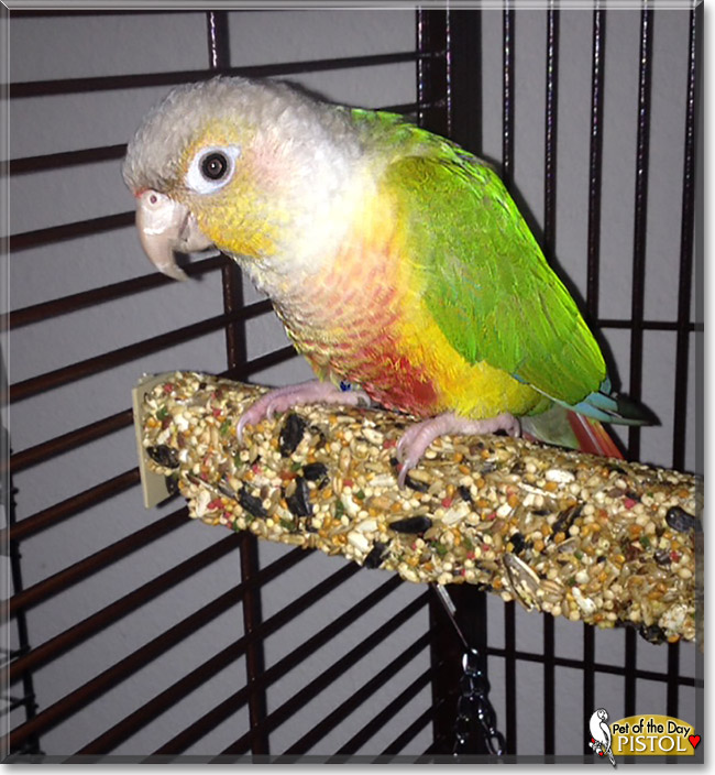 Pistol, the Pet of the Day Pistol, the Pet of the Day