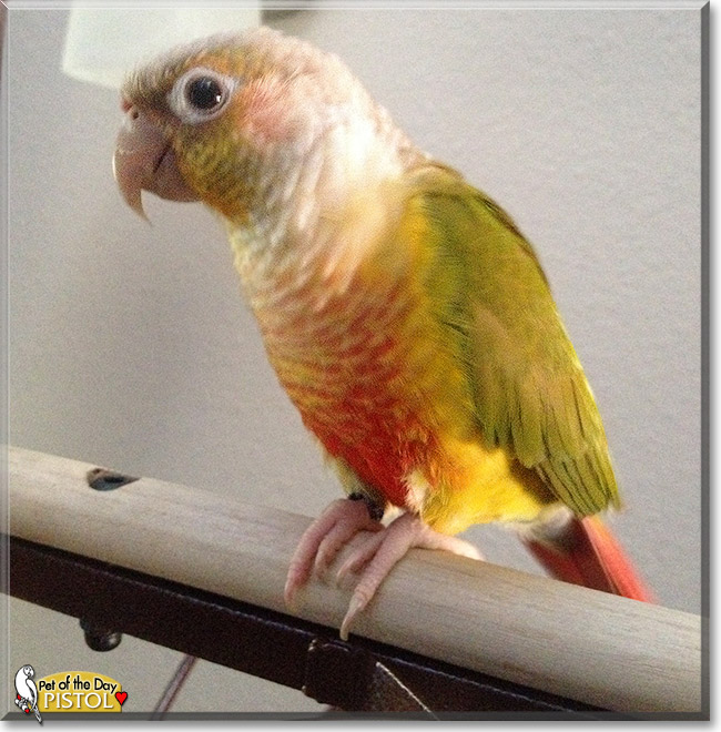 Pistol, the Pet of the Day Pistol, the Pet of the Day
