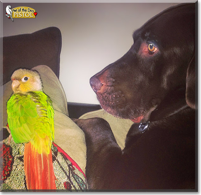 Pistol, the Pet of the Day Pistol, the Pet of the Day