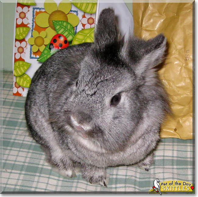 Skittles BunPants, the Pet of the Day Skittles BunPants, the Pet of the Day