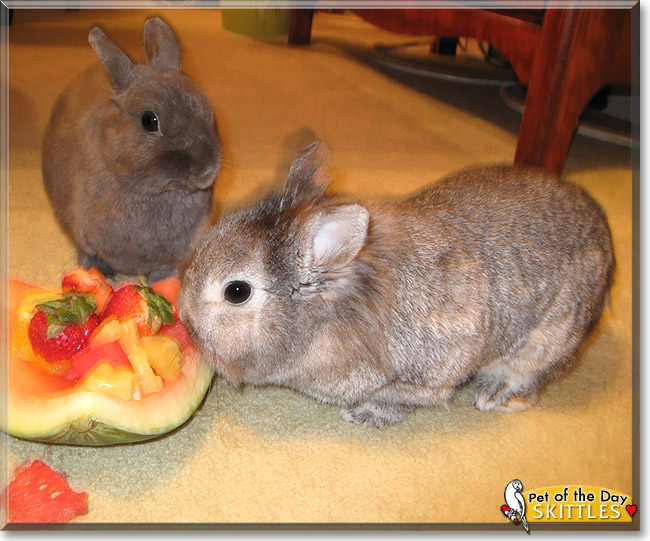 Skittles BunPants, the Pet of the Day Skittles BunPants, the Pet of the Day
