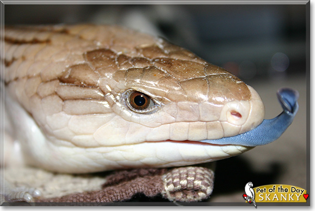 Skanky, the Pet of the Day Skanky, the Pet of the Day