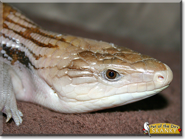 Skanky, the Pet of the Day Skanky, the Pet of the Day