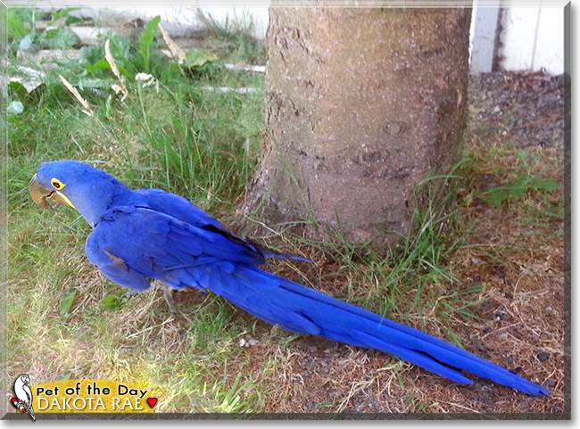 Dakota Rae, the Pet of the Day Dakota Rae, the Pet of the Day
