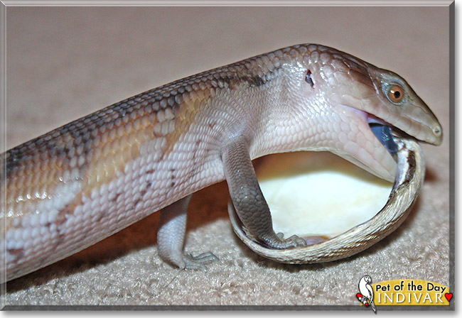 Indivar, the Pet of the Day Indivar, the Pet of the Day