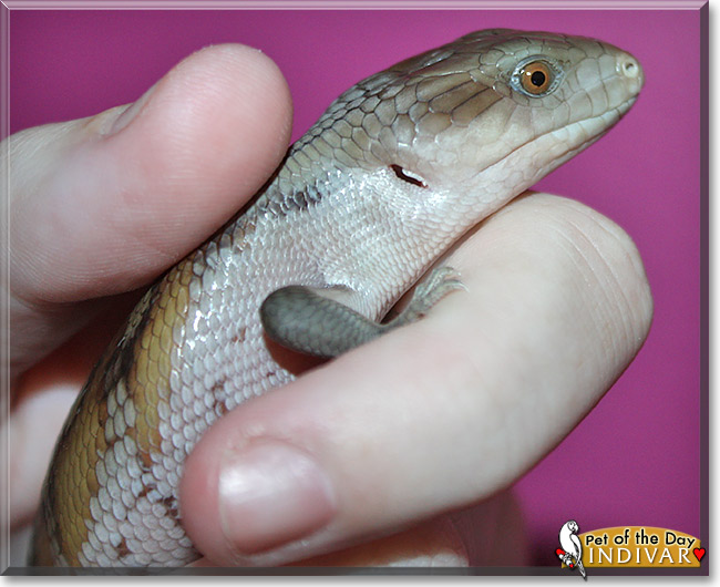 Indivar, the Pet of the Day Indivar, the Pet of the Day