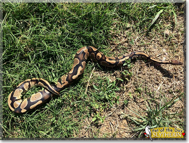 Slytherin, the Pet of the Day Slytherin, the Pet of the Day