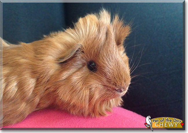 Chewy, the Pet of the Day Chewy, the Pet of the Day
