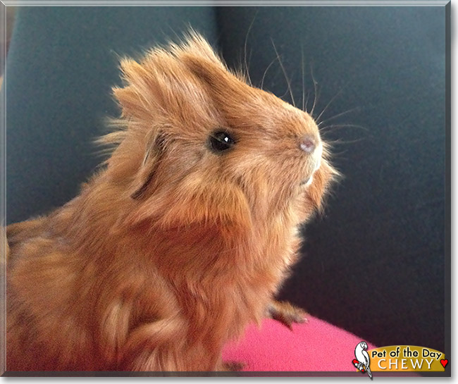 Chewy, the Pet of the Day